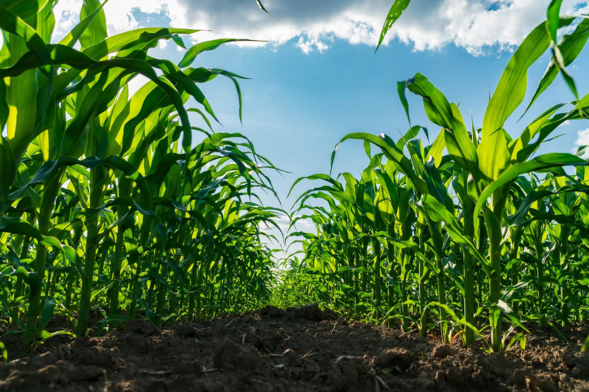 Agriculture
